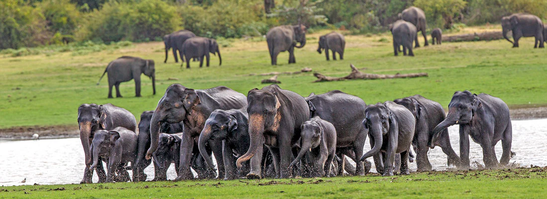 Udawalawe National Park